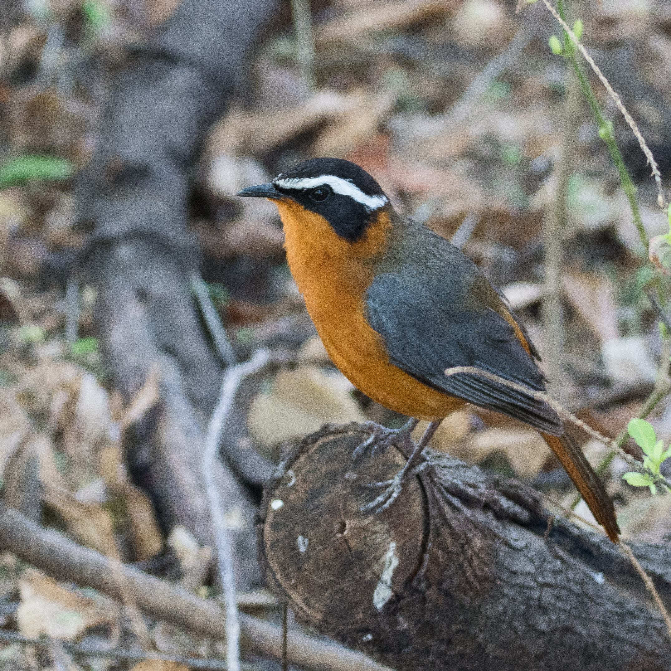 Cossyphe de Heuglin (White-browed robin-chat, Cossypha heuglini), Chobe game lodge, Parc National de Chobe, Botswana.